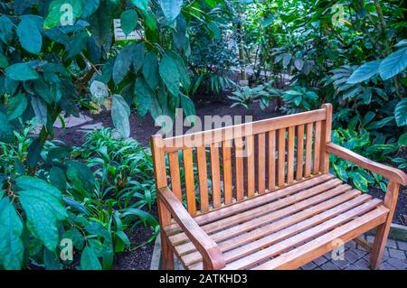 Behandelte Holzbank, die allein in einem lebend grünen Dschungel-Dschungel steht. In den Botanischen Gärten der Karls-Universität in Prag wird bei Tageslicht geschossen Stockfoto