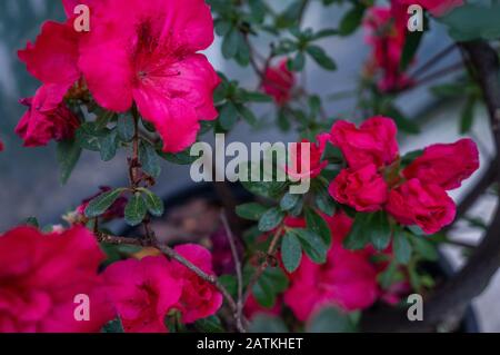 Nahaufnahme mit selektivem Fokus der lebhaften, tief rosa Rhodendron-Rose-Knospen und Blumen, die auf dem Busch wachsen. Cooles romantisches und sauberes Konzept Stockfoto