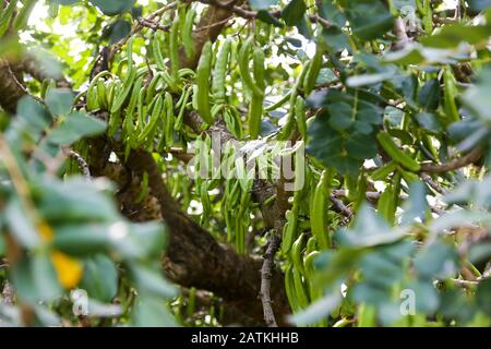 Lange Bohne wie Schoten des Karobenbaums (Ceratonia siliqua), eine Art blühender immergrüner Baum in der Familie der Erbsen, Kroatien Stockfoto