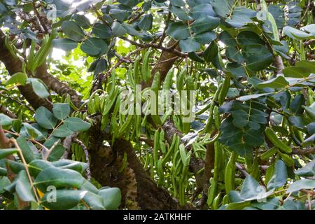 Lange Schoten Baum