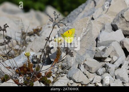 Wolkenbedeckter gelber Schmetterling (Colias croceus) thront auf einer Blume, Koločep, Elaphiti-Inseln, Kroatien, Europa Stockfoto