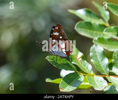 Ein südlicher weißer Admiral-Schmetterling (Limentis reducta), Kroatien Stockfoto