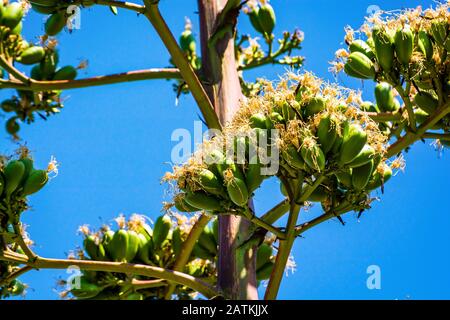 Hohe Blume der Agave an der albanischen Küste Stockfoto