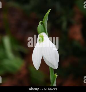 Nahaufnahme einer einzigen weißen Schneeflockenblüte Stockfoto