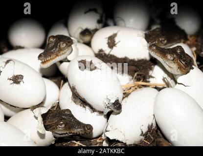 Süße australische Salzwasser Baby Krokodile Brüten Aus Eiern NSW Australien Stockfoto