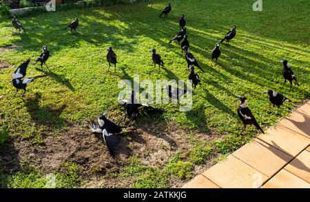 Gruppe von 28 australischen Magpien (Gymnorhina tibicen) bei Sonnenaufgang, die sich von Erlen und Würmern auf einem frisch gemähten Gras in einem Hinterhof in Redcliffe, Queens, ernähren Stockfoto