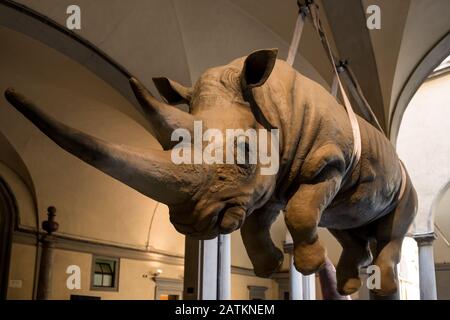 Florenz, ITALIEN - 26. MÄRZ 2016: Weitwinkelbild der Nashorn-Statue im Inneren des Naturhistorischen Museums in Florenz, Italien Stockfoto