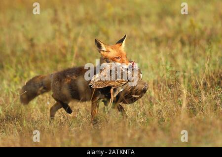 Red Fox nach der Jagd, Vulpes Vulpes, Wildlife Scene aus Europe.Portrait of Fox with Prey on Meadow Stockfoto