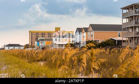 Meeresoats und Pflanzen am Strand mit Blick auf Strandhäuser während der Golden Hour in Mrtyle Beach, North Carolina Stockfoto