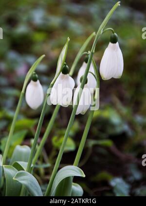 Phlox 'Big Boy' Stockfoto