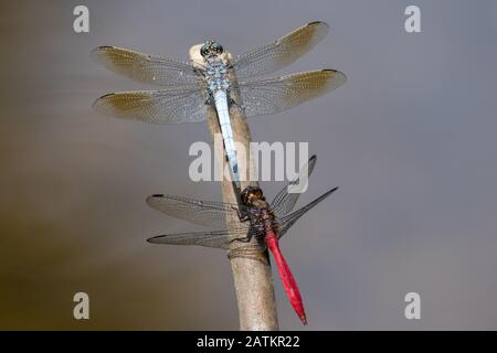 Rote und blaue Schimmer Libellen Stockfoto