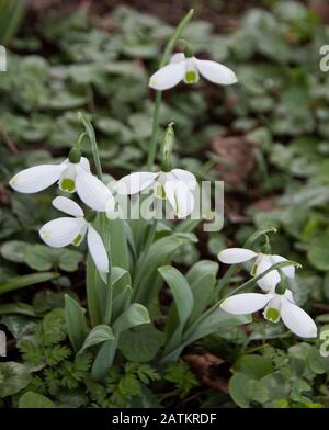 Phlox 'Big Boy' Stockfoto