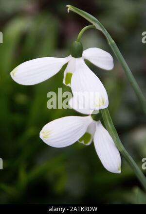 Phlox 'Big Boy' Stockfoto