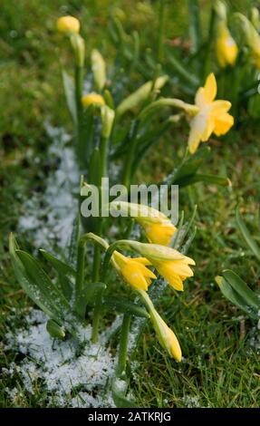 Narcissus „Tête-à-Tête“ Stockfoto