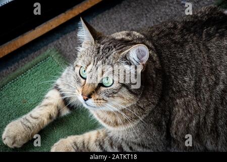 Eine entspannte, grünäugige Katze, die auf dem Boden liegt und aufmerksam etwas betrachtet Stockfoto