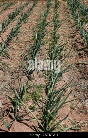 Plantage Gemüse - Zwiebelfarm Stockfoto