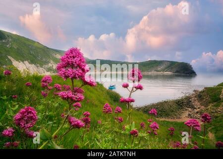 Lulworth Cove mit rotem Baldrian Wildblumen und kleinen Boot. Dorset. Jurassic Coast, England Stockfoto