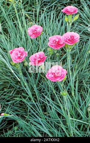 Gruppe von Dianthus 'Valda Wyatt' mit Blumen und Knospen in Nahaufnahme. Eine immergrüne mehrjährige, die völlig winterhart ist. Stockfoto