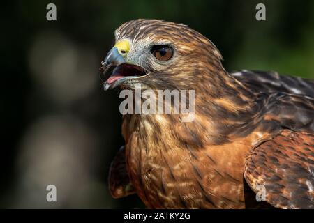 Red schultertes Hawk extrem Nahaufnahme Porträt Stockfoto