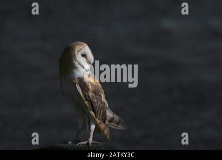 Nahaufnahme von Barn Owl auf Felsen in der Dämmerung Stockfoto