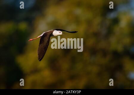 Schwarz-geflügelte Stelze - Himantopus himantopus fliegend in den Himmel und mit sehr langen Füßen singend. Grüner Buschhintergrund. Stockfoto