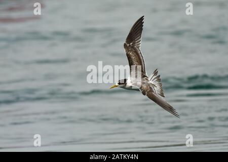 Greater Crested Tern - Thalasseus bergii oder schneller tern, weißer und schwarzer Vogel in der Familie Laridos, der in dichten Kolonien an Küsten und am isl nistet Stockfoto