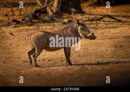 Gemeinsame Warzenschwein Phacochoerus africanus-Schwein wild Mitglied der Familie Suidae im Grünland, Savanne und Wald, es war in der Vergangenheit als subspecie Stockfoto