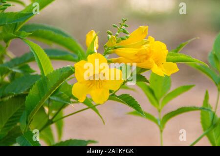 Gelbe Elder, Deutsch, Angiospermen der Name gold-gelbe Farbe Trompete Blume, Ellow Elder, Trumpetbush, Tecoma stans unscharfen Hintergrund beaut Stockfoto