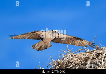 Das Osprey Pandion haliaetus (Osprey). Entführer. Eagle Flying.The osprey landet im Nest. Pandion haliaetus (Osprey). Raptor. Eagle Flying. Adler fl Stockfoto