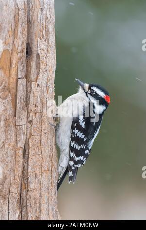 Downy Specht (Picoides pubescens), Resident Bird, Winter, E North America, von Dominique Braud/Dembinsky Photo Assoc Stockfoto