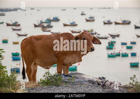 Kuh auf einer Klippe mit Blick auf die Fischerboote von Mui Ne, Vietnam Stockfoto