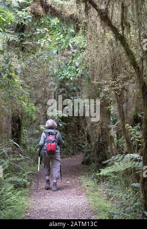 Weibliche Wanderschaft im Kahurangi-Nationalpark, Karamea, Südinsel, Neuseeland Stockfoto