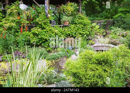 Teich mit Holzfußbrücke, umrandet von der roten Lobelia cardinalis 'Kardinalsblume' neben Holzgazebo mit Hydrangea petiolaris 'Kletterhydrangea'. Stockfoto