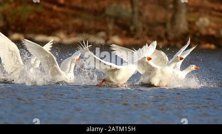 Eine Schar heimischer Weißgänse, die im Winter auf einem See spritzt Stockfoto