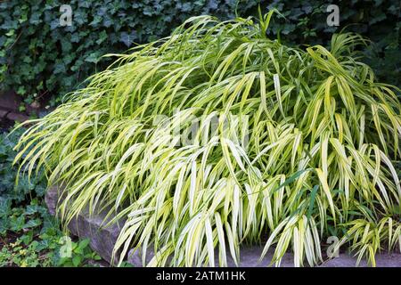 Hakonechloa macra 'Aureola' - Graspflanze, Hedera Helix 'Thorndale' - Ivy in Wohn-Garten im Sommer Stockfoto