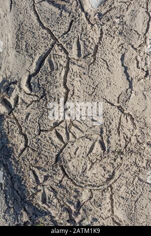 Vogelabdrücke im getrockneten Flussschlamm. Stockfoto