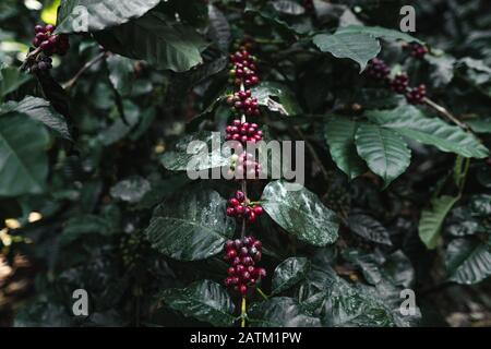 Rote Kirschkaffebohnen im Garten Und natürliche dunkle Kaffeeblätter Stockfoto