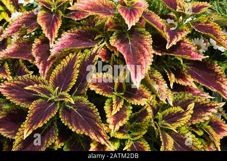 Plectranthus australis - Schwedische Efeu im Sommer Stockfoto