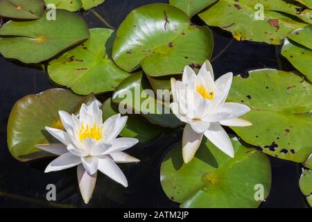 Nymphaea alba - Seerosenblüten mit Insektenschäden und Rost Flecken auf Teichoberfläche im Sommer Stockfoto