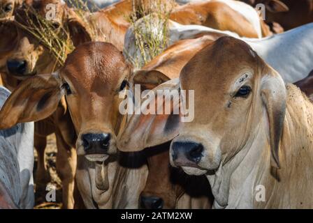 Herde junger brahmanischer Tiere, die in einem Stift auf die Beladung auf Viehwaster warten. Stockfoto