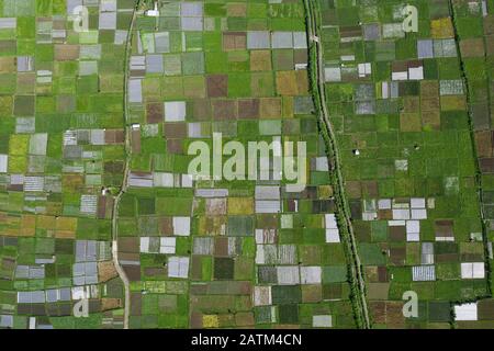 Blick von oben, atemberaubender Luftblick auf einige landwirtschaftliche Felder in Sembalun. Stockfoto