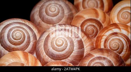 Nahaufnahme von dekorativen Schneckenschalen vor schwarzem Hintergrund - Brevard, North Carolina Stockfoto