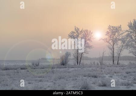 Winter, frostige, nebelige, dunkle und trostige Landschaft, bedeckt mit Schnee- und Frostbäumen Stockfoto