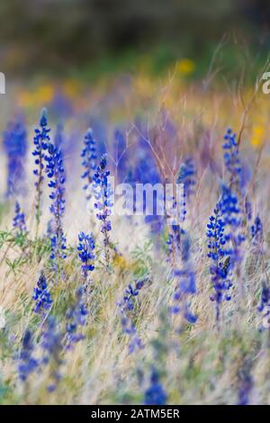 Frühlingswildblumen Desert Lupines und überwachsenes Gras in der Nähe von Bartlett Lake, Arizona. Stockfoto