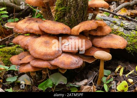 Ein Haufen Honigpilz, Armillaria mellea, wächst um die Basis eines Baumes in einem Herbstwald in Zentral-Alberta, Kanada Stockfoto