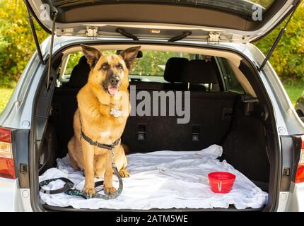 Ein deutscher Hirtenkreuzhund, Canis lupus familiaris, sitzt im Rücken eines Subaru Outback. Stockfoto