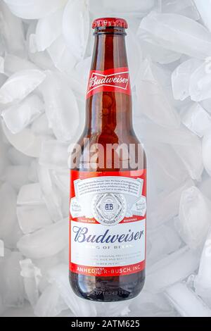 Ein Budweiser Flaschenbier auf Eis Stockfoto