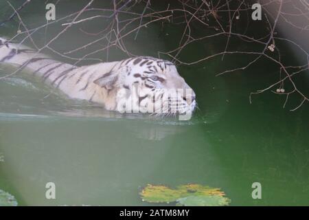 Seitenansicht des fröhlichen weißen Tigers im Wasser unter viel zu tun Stockfoto