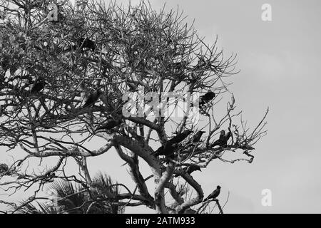 Monochrom einer großen Gruppe schwarzer Krähen auf Baum, monochrome Vögel Stockfoto