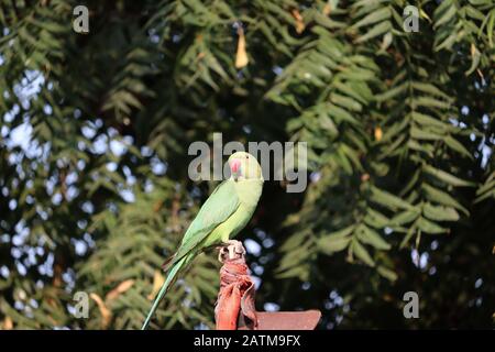 Ein Papagei, der auf Eisenstange ruht, draußen Vögel Stockfoto